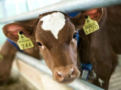 Учет сельскохозяйственных животных