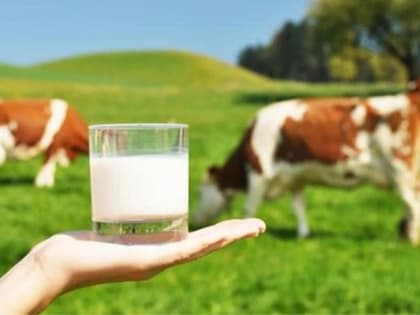 Врач-инфекционист предупреждает жителей Стародубского округа: бруцеллёз: опасно как для животных, так и для человека!