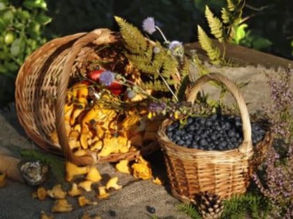 О РЕЗУЛЬТАТАХ ИССЛЕДОВАНИЯ ПРОБ ГРИБОВ