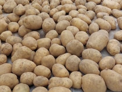 В Брянской области оказывается поддержка производителям картофеля и других овощей