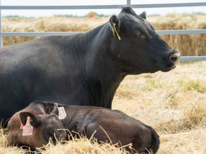 Овощеводы Брянской области обновляют условия для скота