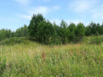 За зарастающий земельный участок брянца оштрафовали на 60 тысяч рублей