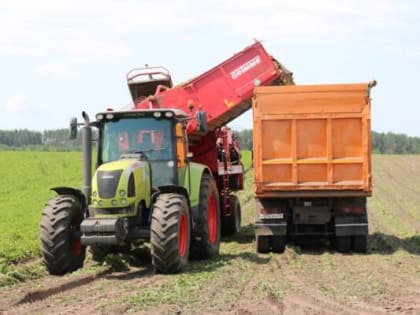 В 2023 году аграрии Стародубского района Брянщины собрали самый высокий урожай картофеля