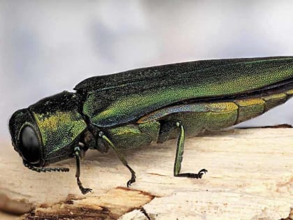 Власти Брянска планируют вырубить более 850 деревьев. Из-за ясеневой златки