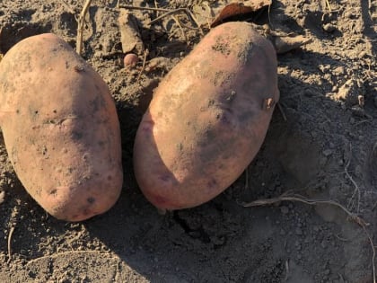 Названная брянским губернатором завышенная цена картофеля может снизиться