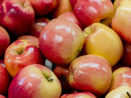 В Брянске уничтожили 20 тонн яблок из Польши