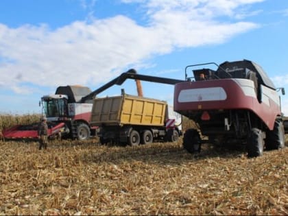 Комаричские аграрии заготавливают до 150 центнеров с гектара кукурузы на зерно