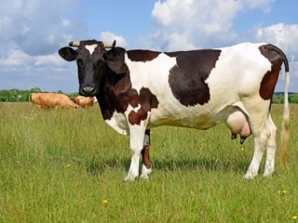 Памятка по профилактике бруцеллеза для владельцев животных