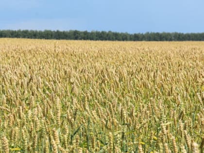 Губернатор Брянской области сообщил о росте объема сельхозпродукции до 134 млрд