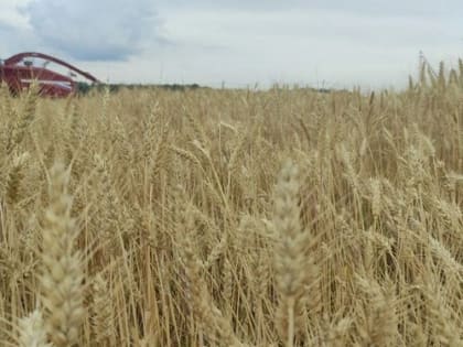 На Брянщине проходит уборочная кампания и сев озимых