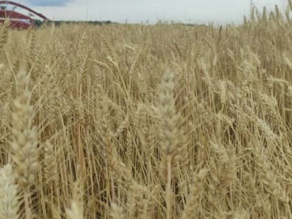 В Брянской области обмолотили 45 тысяч гектаров зерновых культур