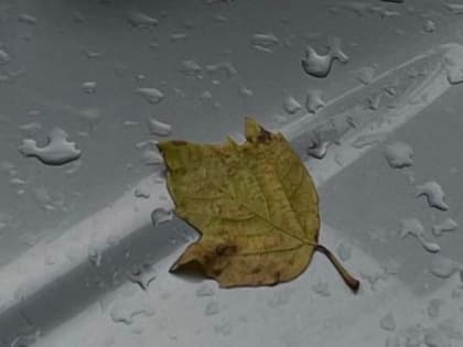 Брянцев в среду ждут кратковременные дожди