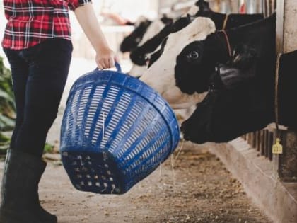 Более миллиона тонн корма планируют заготовить брянские сельхозпредприятия