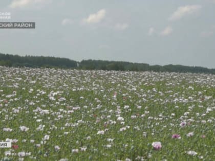 В Брянской области выросли в пять раз площади мака для производства лекарственных средств