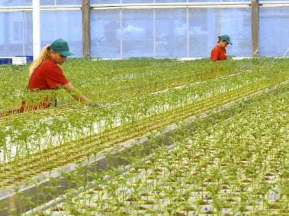 Строительство под Брянском тепличного комбината за 7,5 млрд станет примером