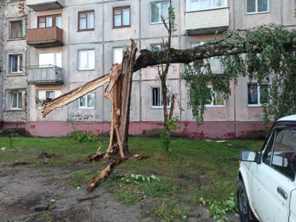 Ливень и шквалистый ветер устроили «деревопад» в Фокинском районе Брянска