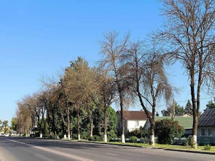 Власти Брянска нашли 3 млн. рублей на тотальную вырубку пораженных златкой ясеней