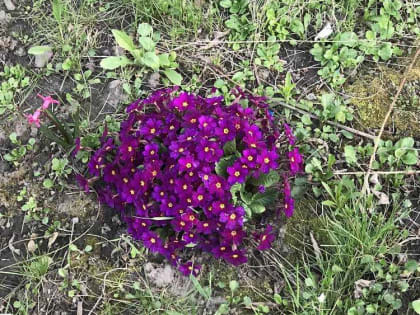 В Брянской области после дождливой и ветреной погоды 17 мая придет лето