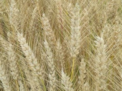 День работника сельского хозяйства отмечают в Брянской области