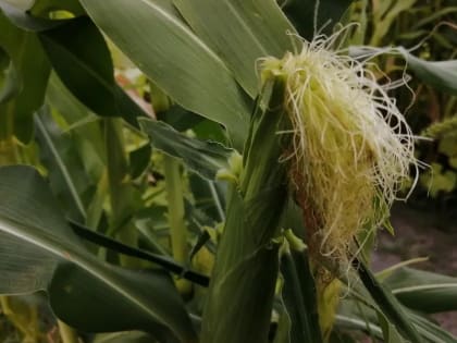 Комаричские аграрии собирают кукурузы на зерно до 150 центнеров с гектара