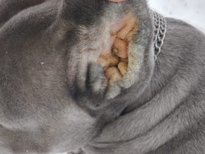 Малассезия — возбудитель  грибкового дерматита  собак и кошек