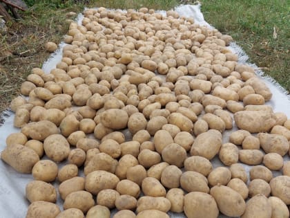 В сельхозпредприятиях Брянщины продолжается уборка урожая