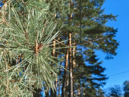 Брянцам в четверг пообещали дождь с мокрым снегом