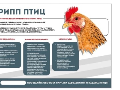 Специалисты Мглинской райветстанции о высокопатогенном гриппе птиц