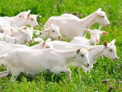 Красногорская ветеринарная служба Брянщины информирует