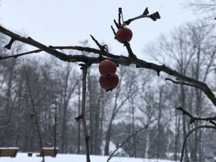 В ночь на Рождество в Брянской области похолодает до 21 градуса мороза