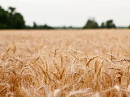 Брянские предприятия начали продавать зерно через белорусскую биржу