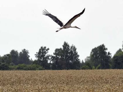 Урожай зерновых в Брянской области достиг рекордных 2,8 млн тонн