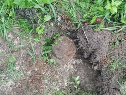 Под Брянском обезвредили две противопехотные мины