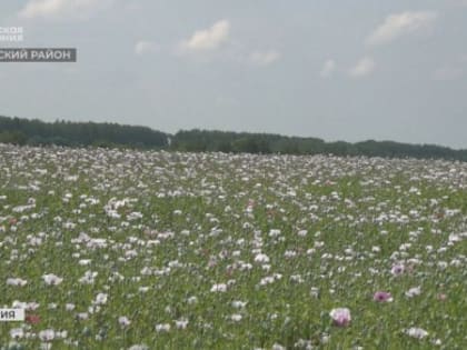 На Брянщине в 5 раз увеличили площади под посевы опийного мака