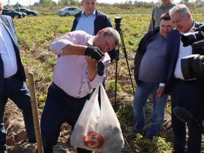 В Брянской области на 32 процента возросла урожайность картофеля