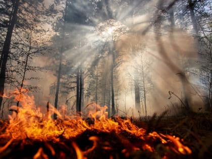 В Брянском районе 3 часа тушили лесной пожар