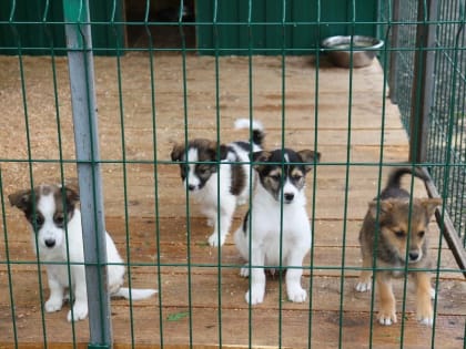 Власти Брянска обещают окончательно убрать бродячих собак из парков и с детских площадок. После 1 марта