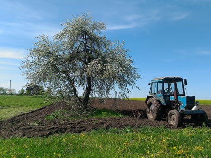 В Брянской области урожайность картофеля выросла на 32 процента