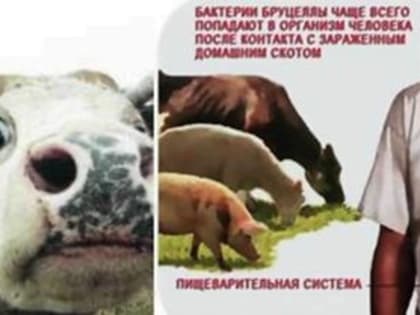Бруцеллез