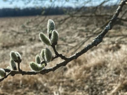 Брянцам 15 марта пообещали до +9 градусов тепла
