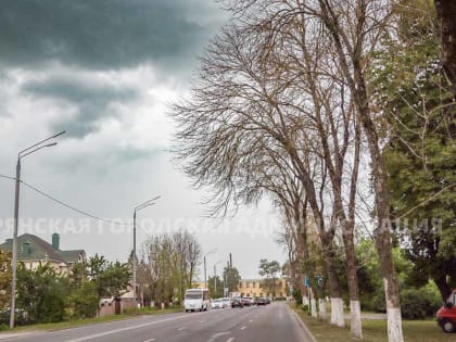 В Брянске начался спил поражённых златкой ясеней. С улицы Пересвета