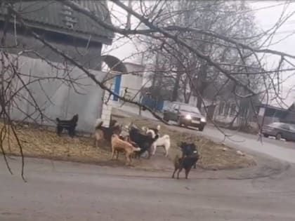 В Новозыбкове агрессивная стая собак напугала местных жителей