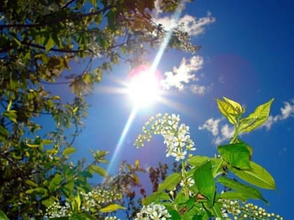 Жаркая неделя ожидает Брянск