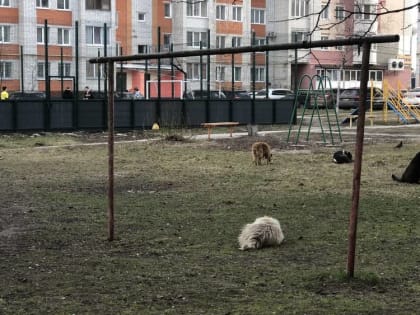 Жители Брянска нашли необычный способ усмирить стаи даже агрессивных собак