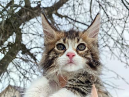 В Брянской ветеринарной клинике ФГБУ «ВНИИЗЖ» напоминают о важности вакцинации домашних животных