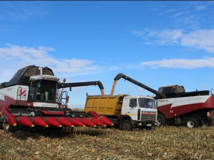 Урожай кукурузы в Комаричском районе: результаты и перспективы