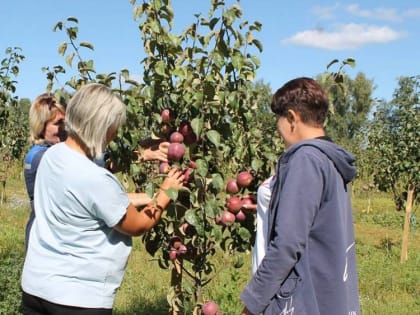В Брасовском районе начался сбор яблок в саду «Сельхозника»