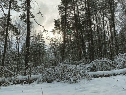 В Брянской области 18 января прогнозируют мокрый снег с дождем