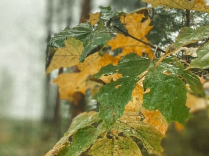 Брянцам во вторник пообещали дождь с мокрым снегом