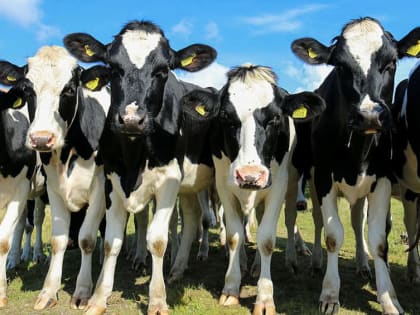 По производству мяса Брянская область вошла в пятерку лучших регионов ЦФО